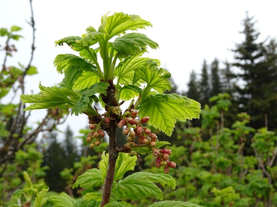 Смородина Скальная фото