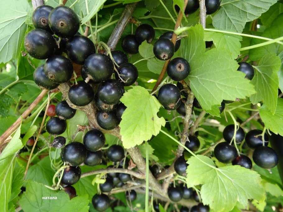 Смородина черная (ribes nigrum l.)