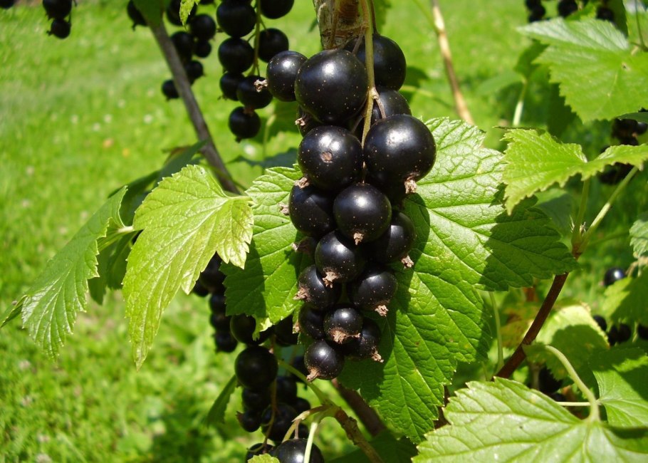Смородина черная дачница