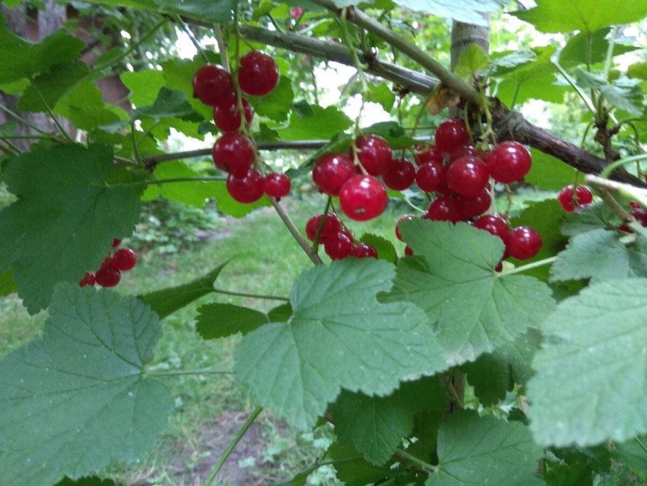 Смородина красная - ribes rubrum