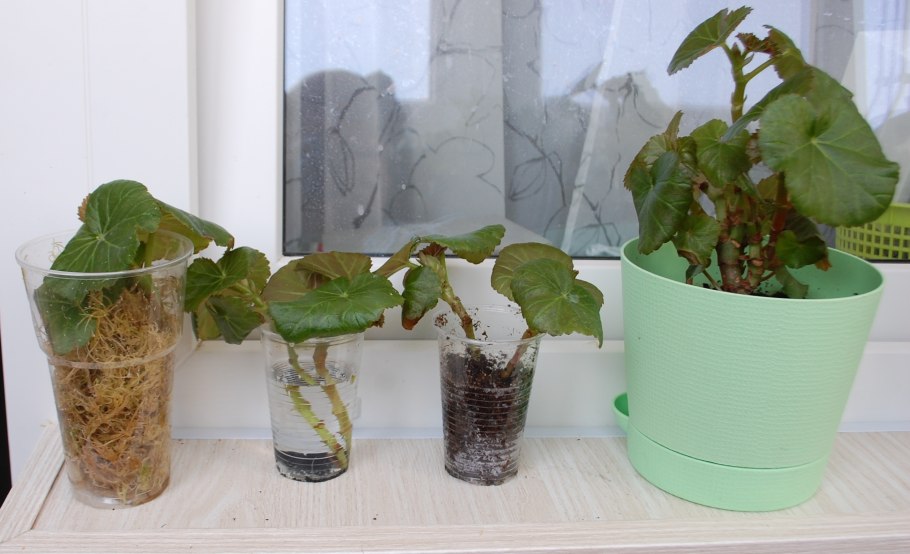 Черенкование герани