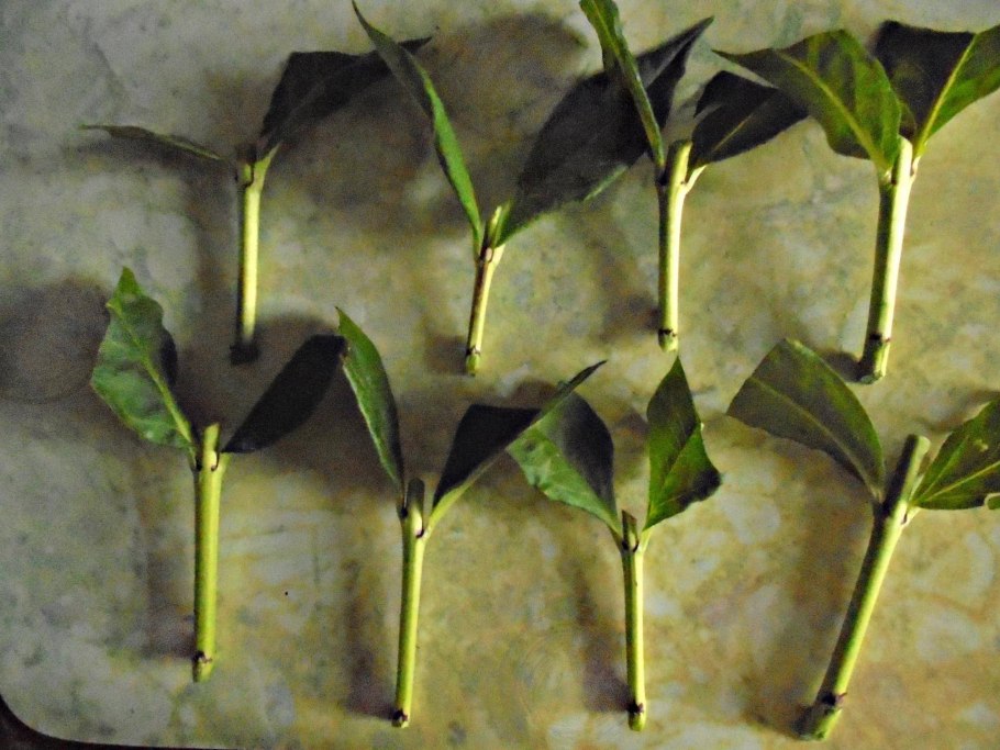 Драцена размножение черенками