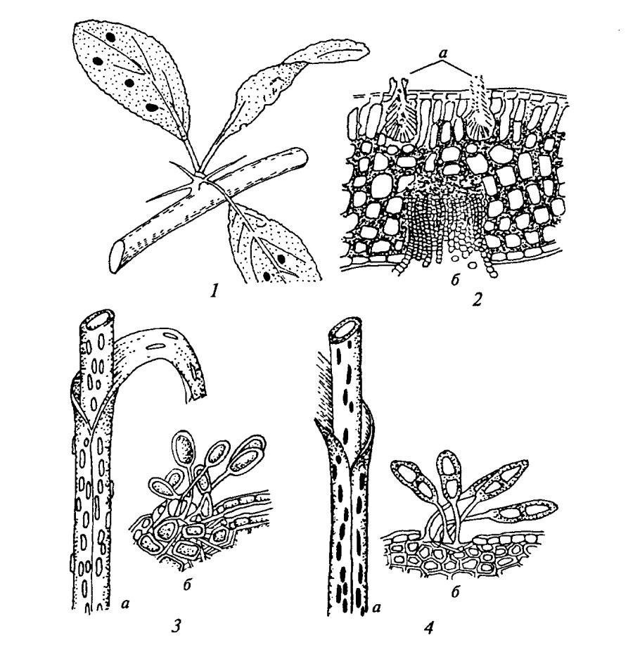 Окулировка роз на шиповник