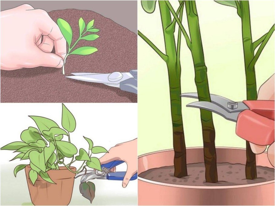 Укоренить черенок розы