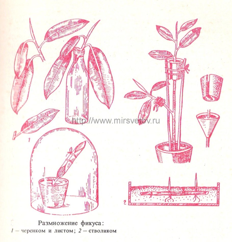 Клематис размножение отводками