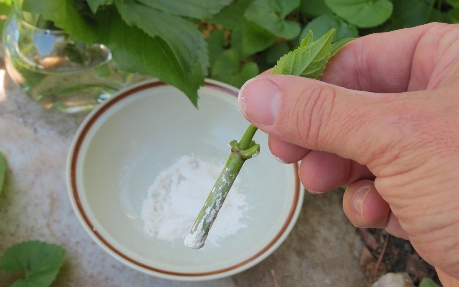 Размножение стеблевыми побегами