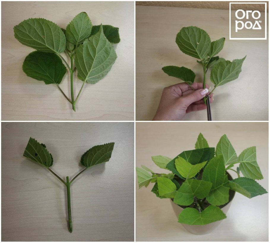 Гортензия крупнолистная черенки