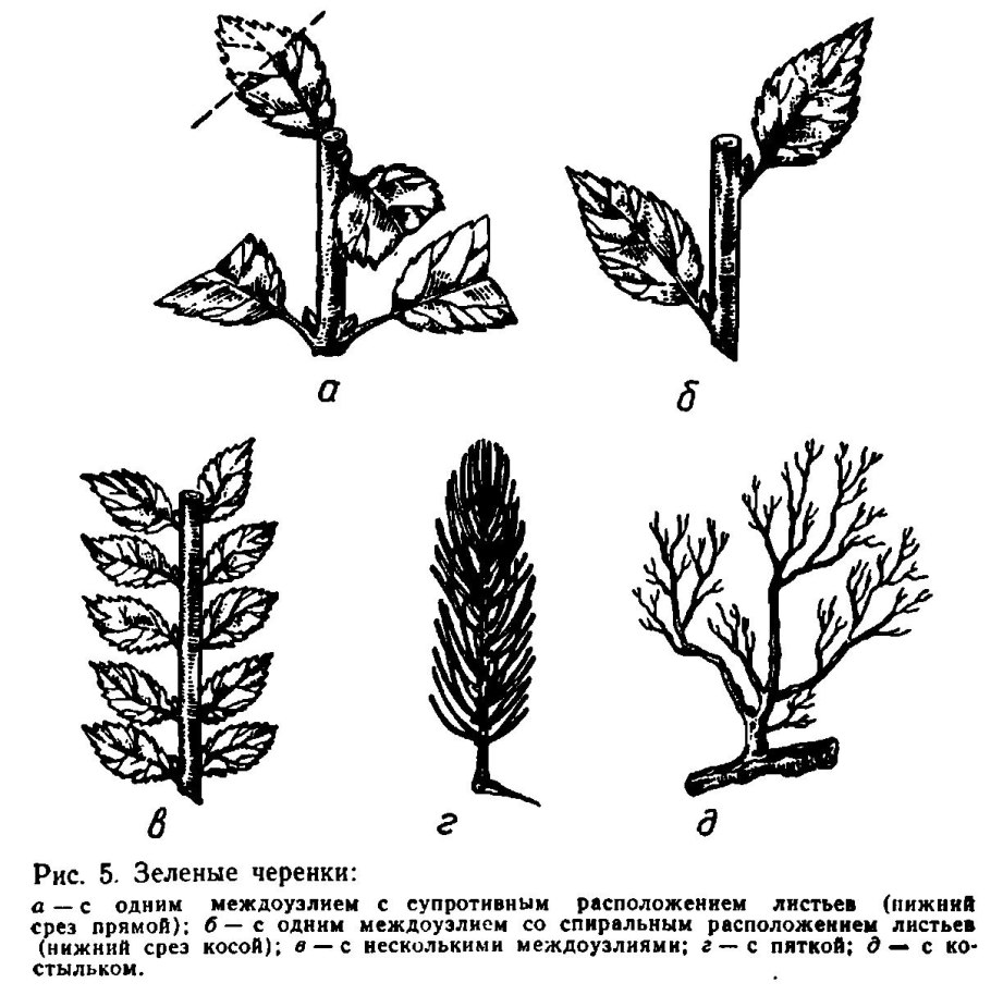 Фикус каучуконосный размножение