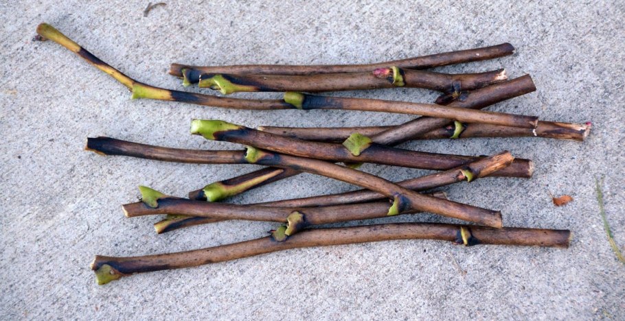 Барбарис стеблевая ржавчина