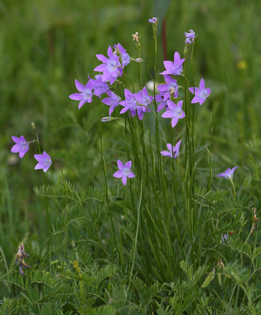 Campanula altaica