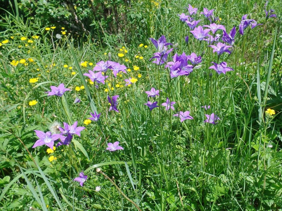 Колоко́льчик Алта́йский (лат. Campanula altaica)