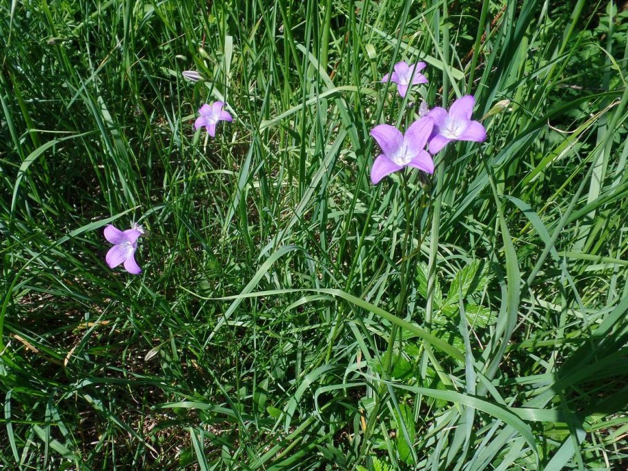 Колокольчик Волжский в Нижегородской области
