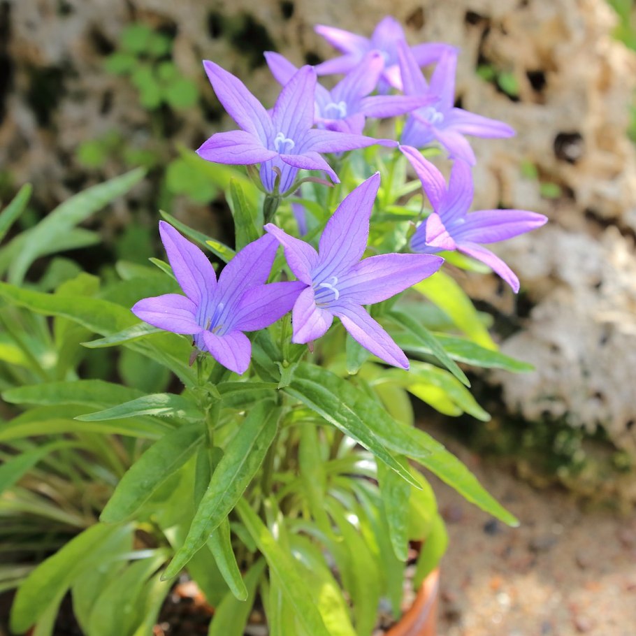 Цветок Кампанула Алтайский Василек