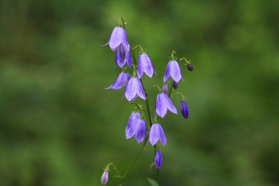 Колокольчик сибирский