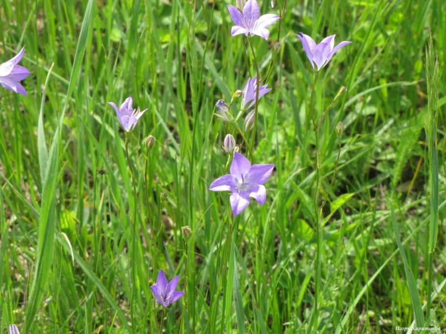 Колокольчик Алтайский растение