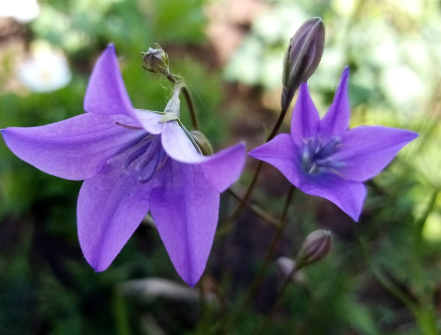 Колокольчик Турчанинова (Campanula turczaninovii