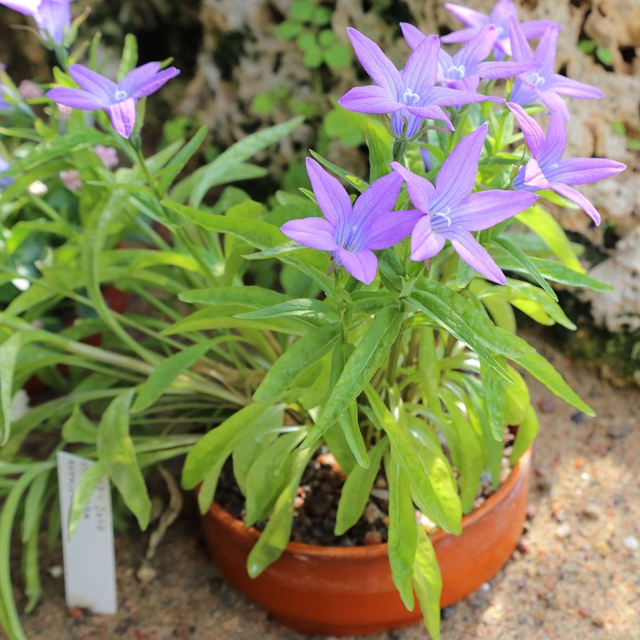 Колокольчик пожарского (campanula poscharskyana)