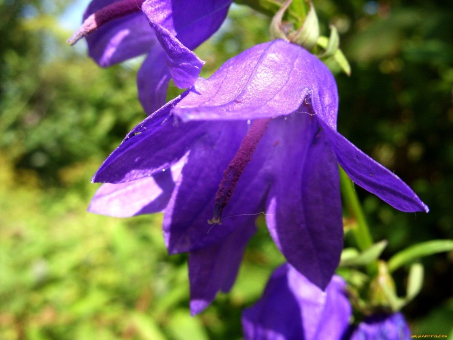 Колокольчик узколистный