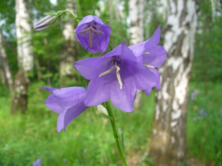 Заповедник Белогорье растения