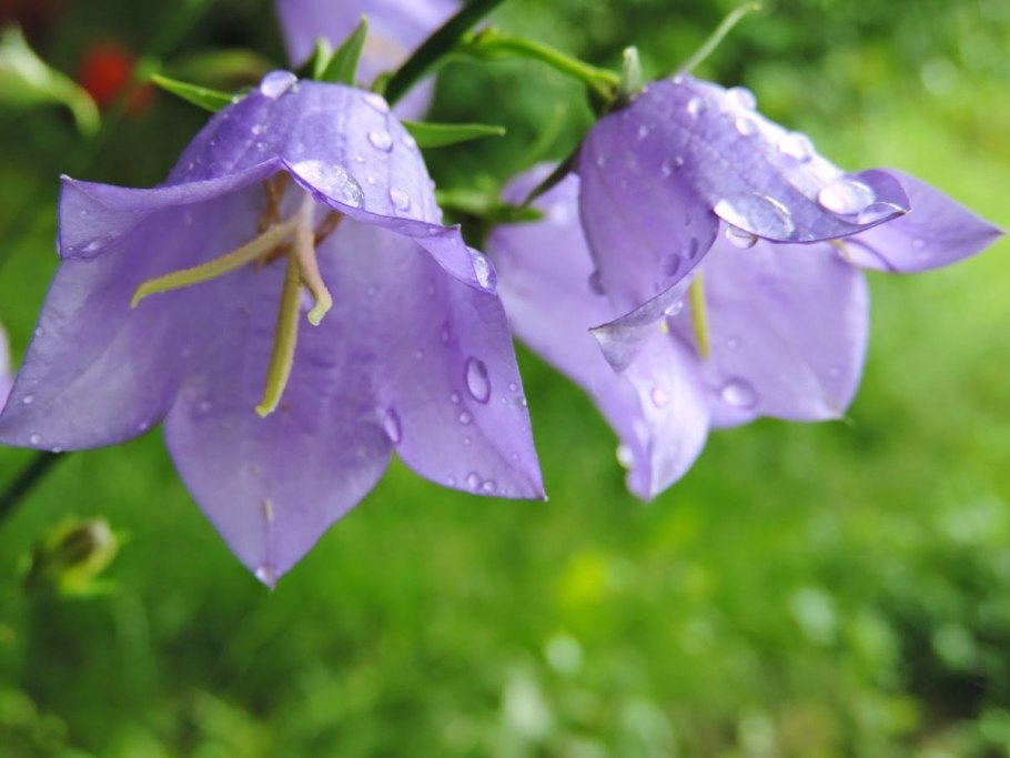 Цветок колокольчик