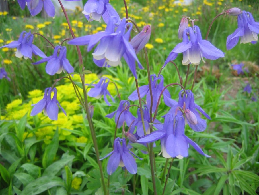 Водосбор сибирский