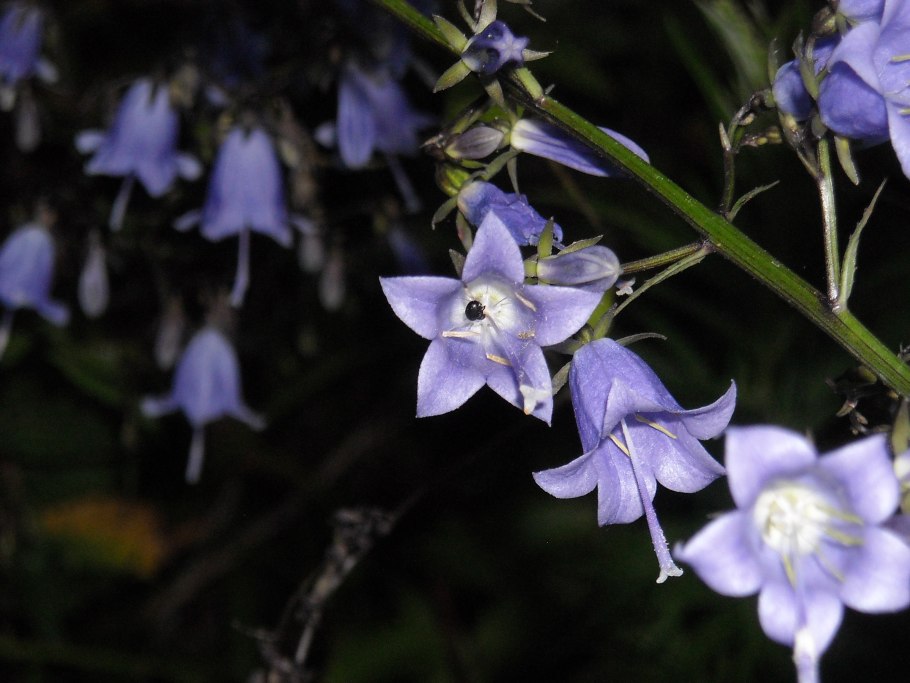 Колокольчик круглолистный