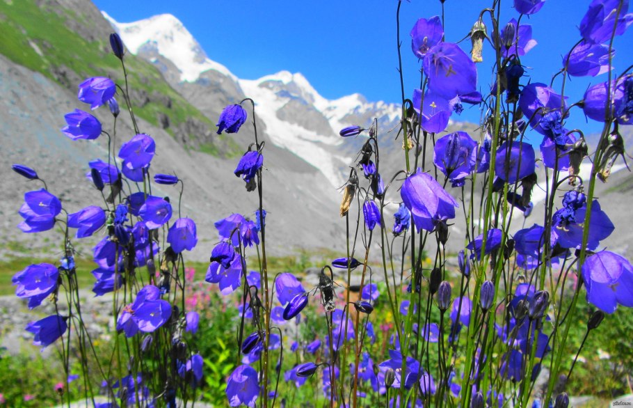 Колокольчик Алтайский красная книга