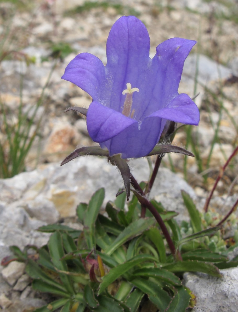 Колокольчик ложечницелистный (campanula cochleariifolia)