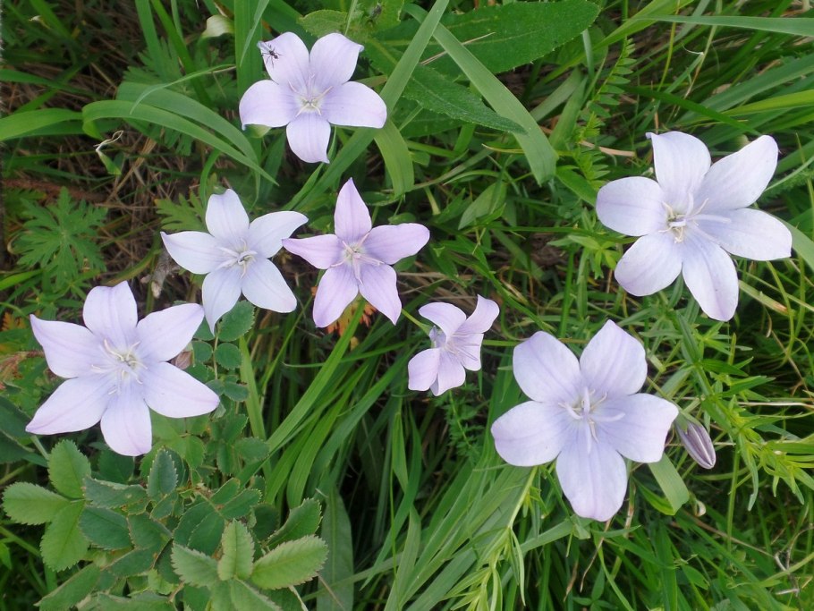 Колоко́льчик Алта́йский (лат. Campanula altaica)