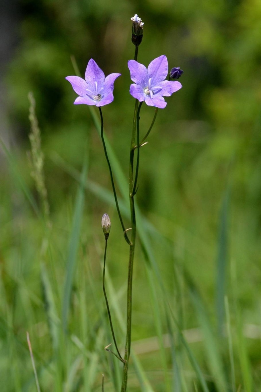 Растения бубенчик Якутский