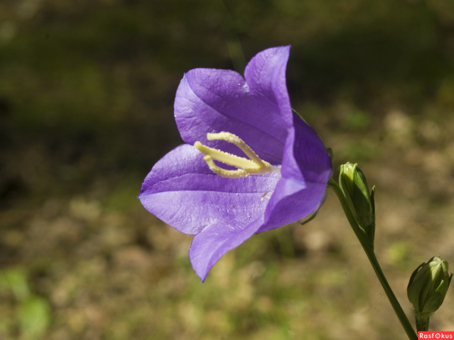 Campanula uniflora l.