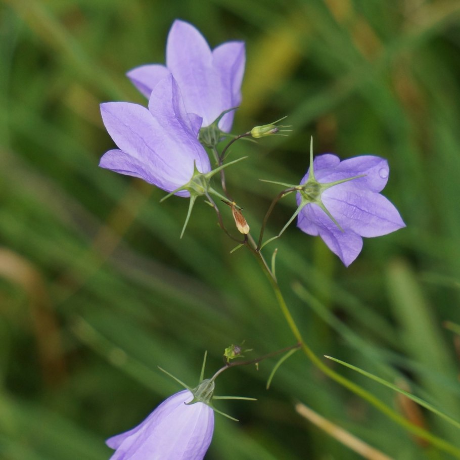 Колоко́льчик Алта́йский (лат. Campanula altaica)