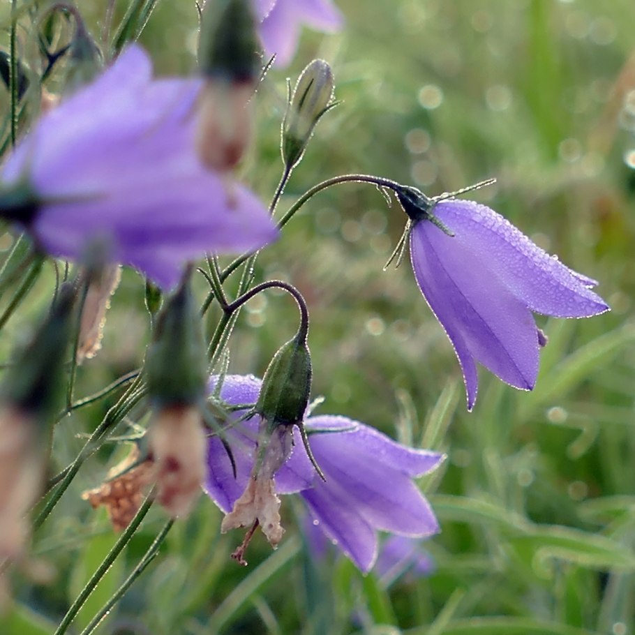 Campanula rotundifolia