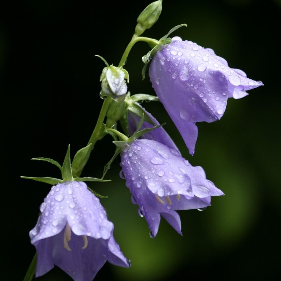 Колокольчик растения из семейства колокольчиковых