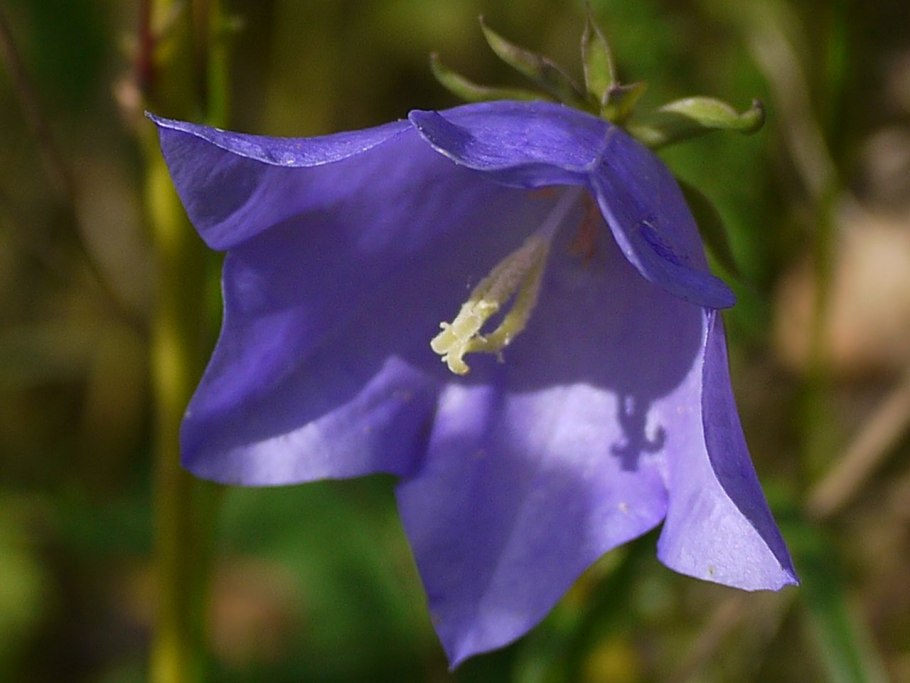 Колокольчик персиколистный листья