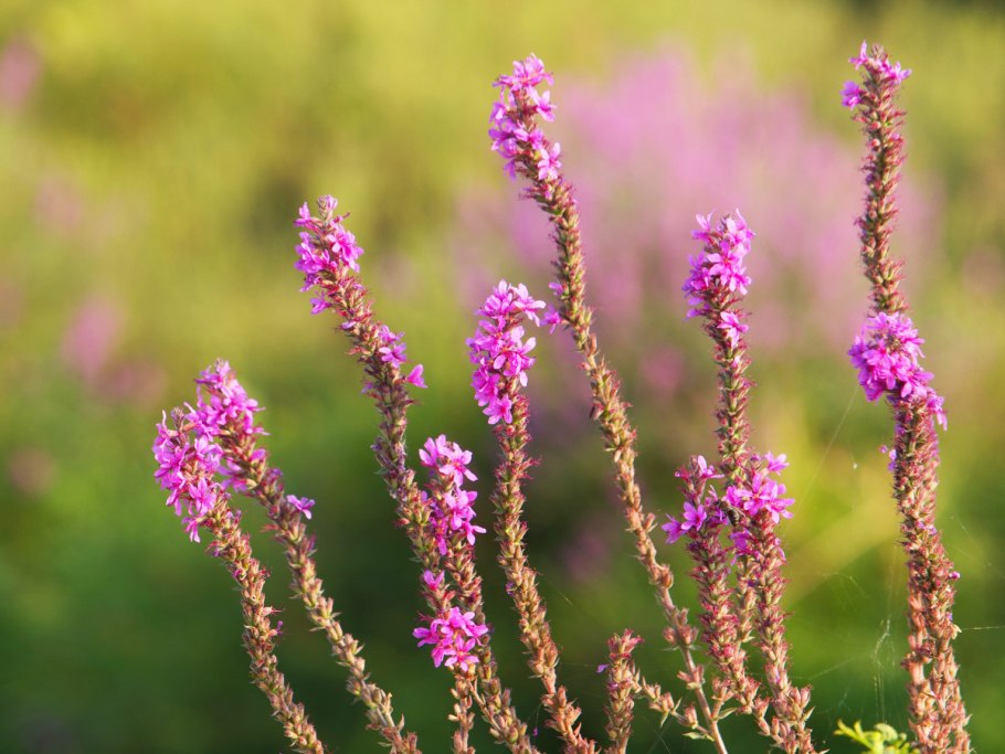 Дербенник иволистный