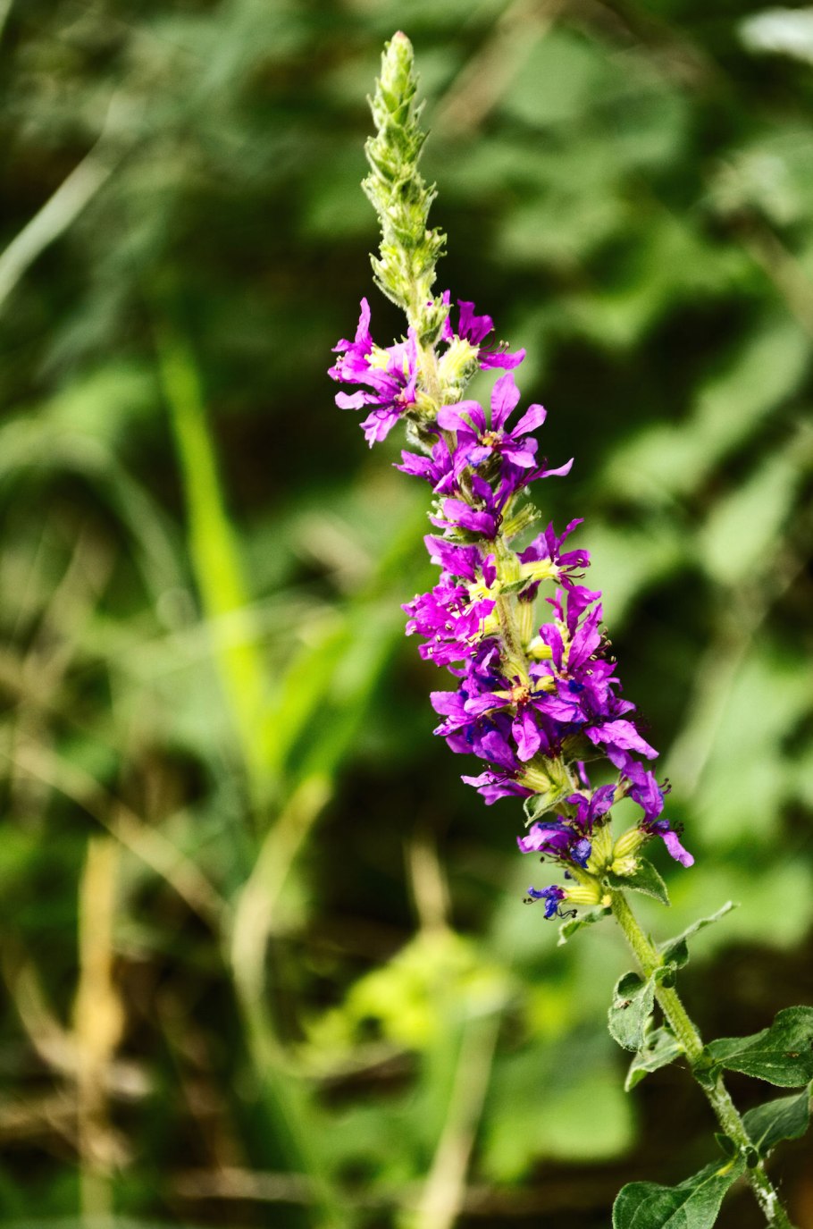 Дербенник вязолистный