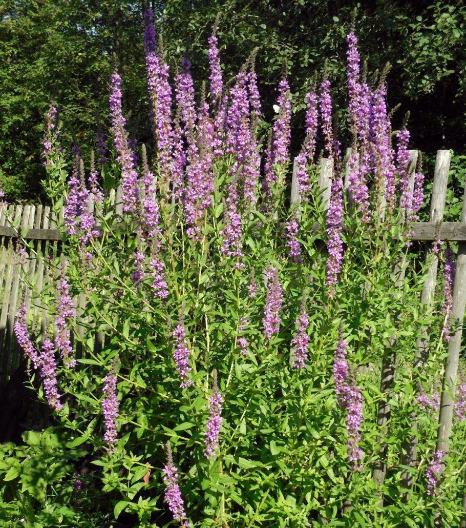 Дербенник противовидный