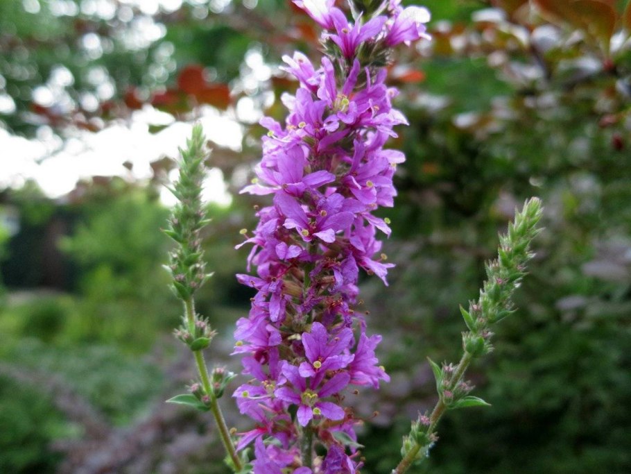 Дербенник иволистный (Lythrum salicaria)