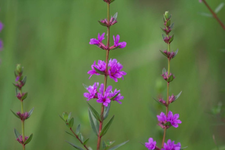 Дербенник иволистный