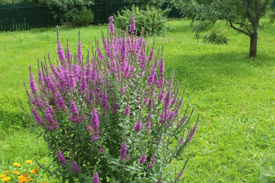 Дербенник иволистный