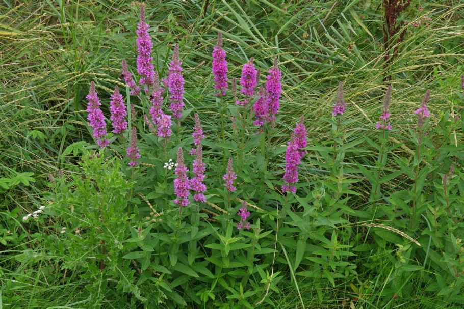 Дербенник иволистный 'Robert'