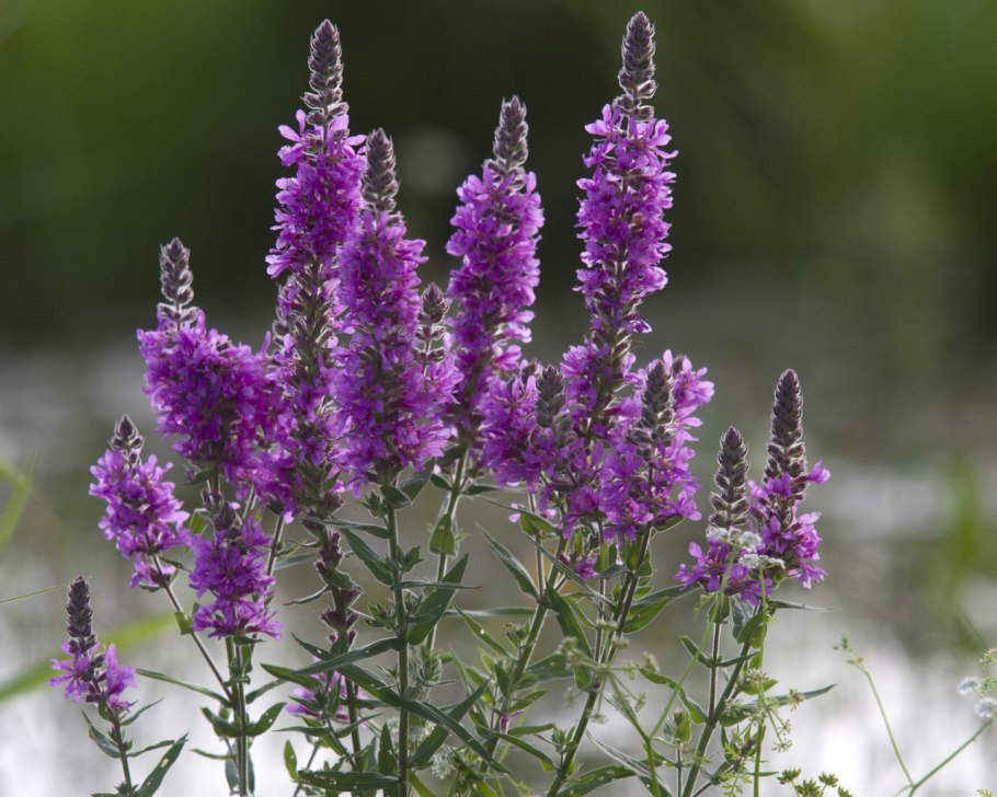 Дербенник иволистный Роберт