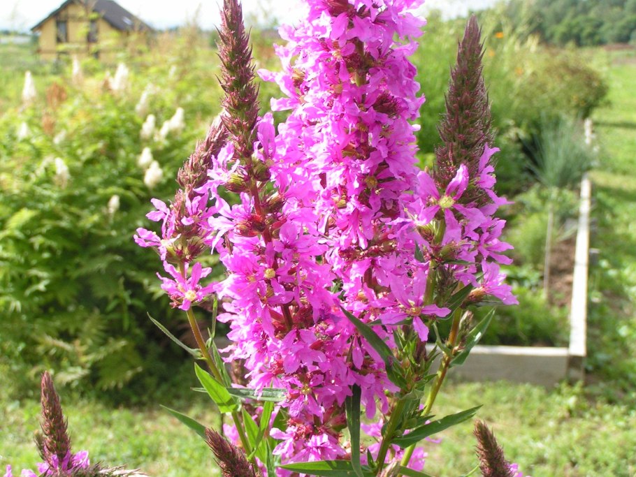 Дербенник иволистный (Lythrum salicaria &#96;Robert&#96;)