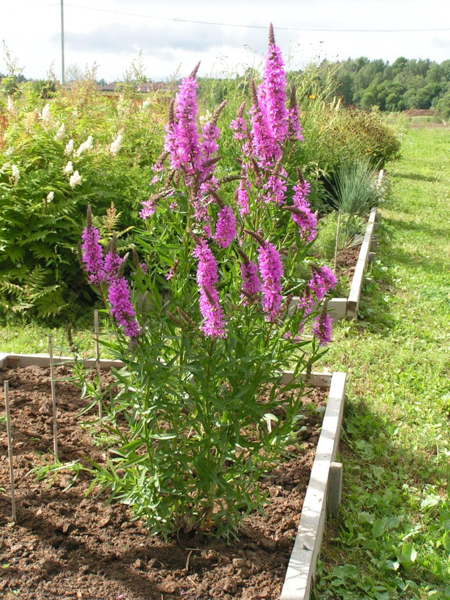 Дербенник иволистный листья