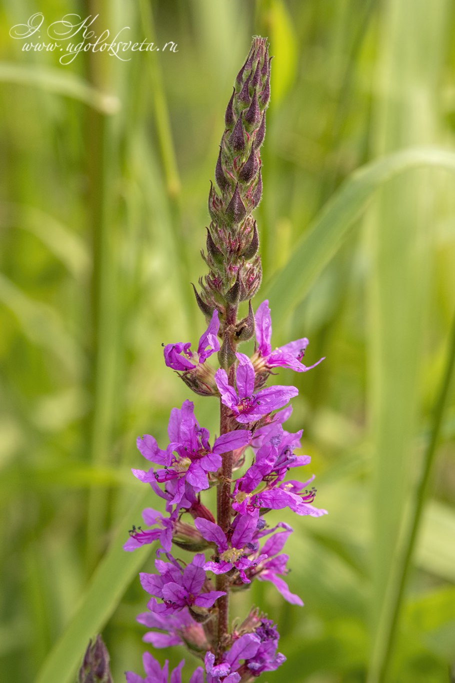 Дербенник иволистный