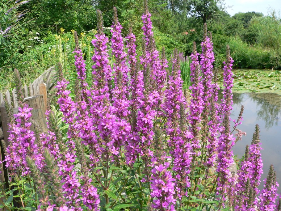 Lythrum hyssopifolia