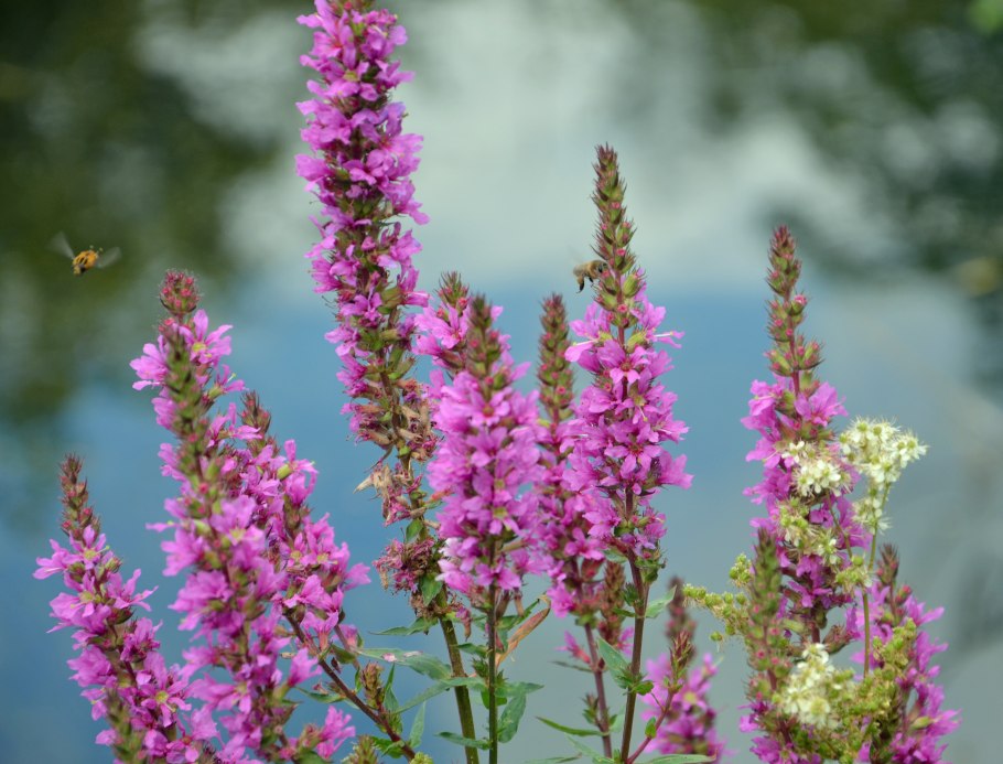 Вербейник криволистный