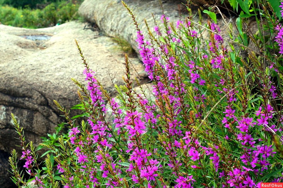 Дербенник иволистный