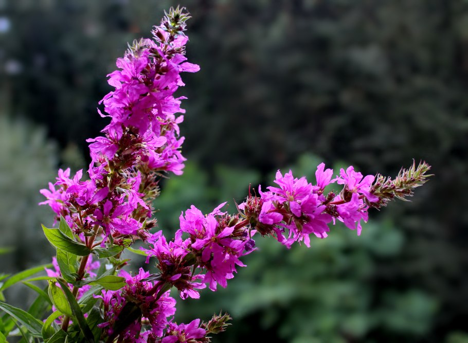 Дербенник иволистный (Lythrum salicaria)